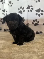 Ishmael, a male Yorkshire Terrier for sale in Grabill, IN – Photo 3 of 4