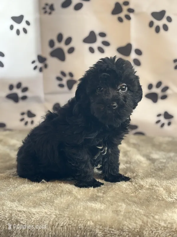 Ishmael – Yorkshire Terrier puppy for sale in Grabill, IN