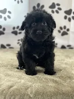 Ishmael, a male Yorkshire Terrier for sale in Grabill, IN – Photo 2 of 4