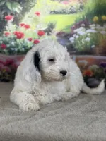 Bernie, a male Miniature Bernedoodle for sale in Grabill, IN – 2 of 5