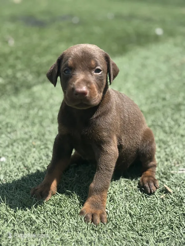Athena – Doberman Pinscher puppy for sale in Grabill, IN