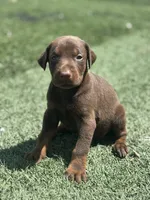 Athena, a female Doberman Pinscher for sale in Grabill, IN – 1 of 4