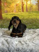 Lotties, a female Miniature Dachshund for sale in Grabill, IN – 4 of 5