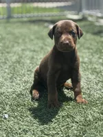 Athena, a female Doberman Pinscher for sale in Grabill, IN – 2 of 4