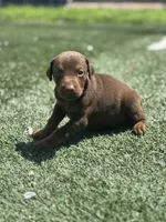 Luna, a female Doberman Pinscher for sale in Grabill, IN – 3 of 5