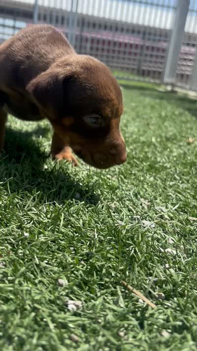 Luna, a female Doberman Pinscher for sale in Grabill, IN – 5 of 5