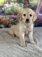 Pearl, a female Golden Retriever for sale in Grabill, IN – 4 of 6