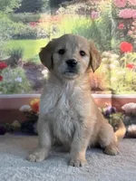 Nixie, a female Golden Retriever for sale in Grabill, IN – 3 of 5