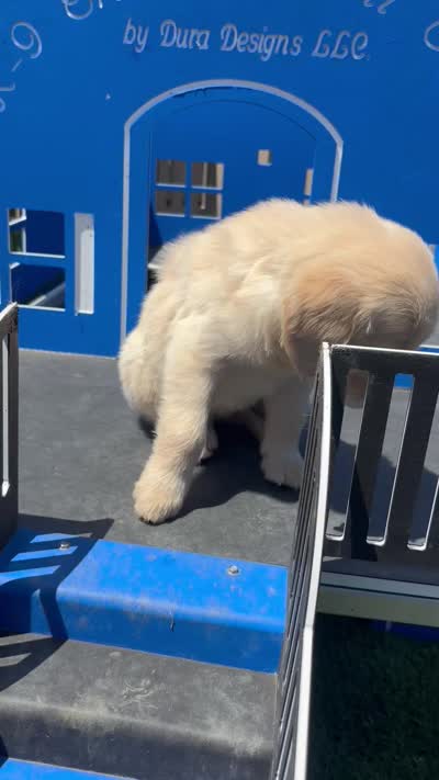 Pixie, a female Golden Retriever for sale in Grabill, IN – 6 of 6