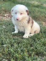 Diane, a female Australian Shepherd for sale in Grabill, IN – 3 of 5