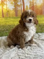 Max, a male Miniature Goldendoodle for sale in Grabill, IN – 3 of 7