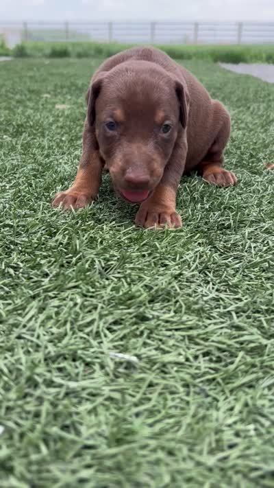 Shelby, a female Doberman Pinscher for sale in Grabill, IN – 5 of 5