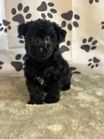 Ishmael, a male Yorkshire Terrier for sale in Grabill, IN – Photo 4 of 4