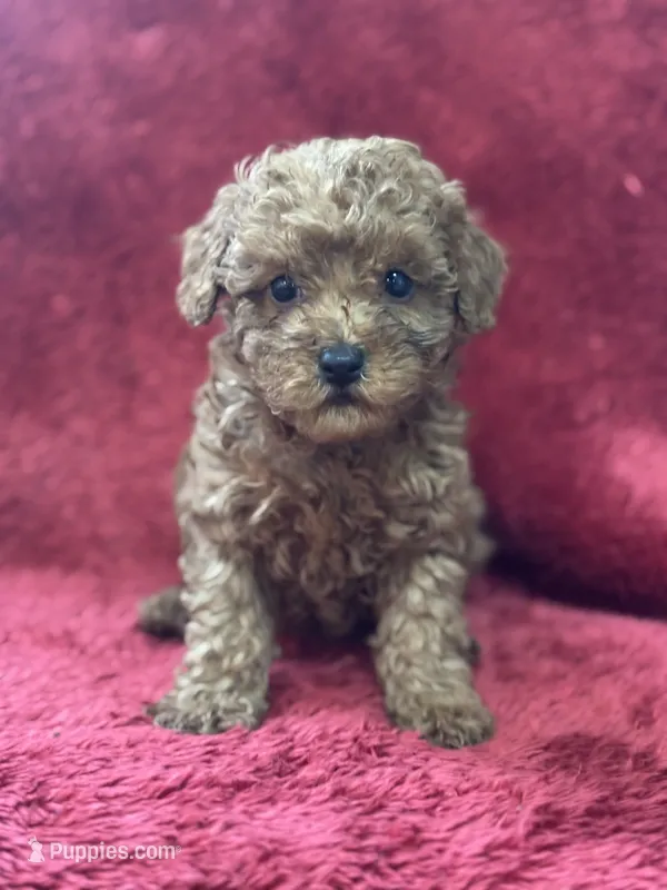 Harley – Poodle - Miniature  puppy for sale in Grabill, IN