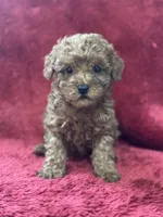 Harley, a male Poodle - Miniature  for sale in Grabill, IN – Photo 1 of 3