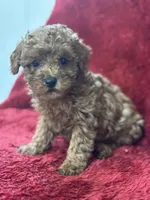 Harley, a male Poodle - Miniature  for sale in Grabill, IN – Photo 2 of 3