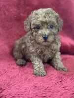 Harley, a male Poodle - Miniature  for sale in Grabill, IN – Photo 3 of 3