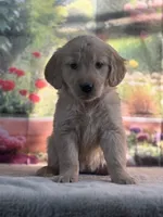 Nola, a female Golden Retriever for sale in Grabill, IN – 2 of 6