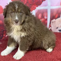 David, a male Miniature American Shepherd for sale in Grabill, IN – Photo 3 of 3