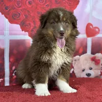 David, a male Miniature American Shepherd for sale in Grabill, IN – Photo 1 of 3
