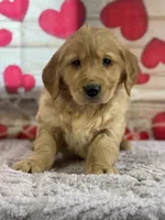Kyle, a male Golden Retriever for sale in Grabill, IN – Photo 4 of 4