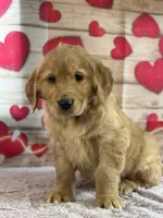 Kyle, a male Golden Retriever for sale in Grabill, IN – Photo 1 of 4