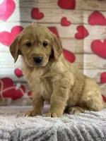 Kyle, a male Golden Retriever for sale in Grabill, IN – Photo 2 of 4