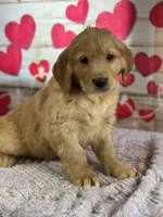 Kyle, a male Golden Retriever for sale in Grabill, IN – Photo 3 of 4