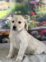 Pixie, a female Golden Retriever for sale in Grabill, IN – 3 of 6