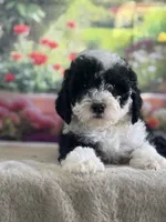 Bronco, a male Miniature Bernedoodle for sale in Grabill, IN – 3 of 6