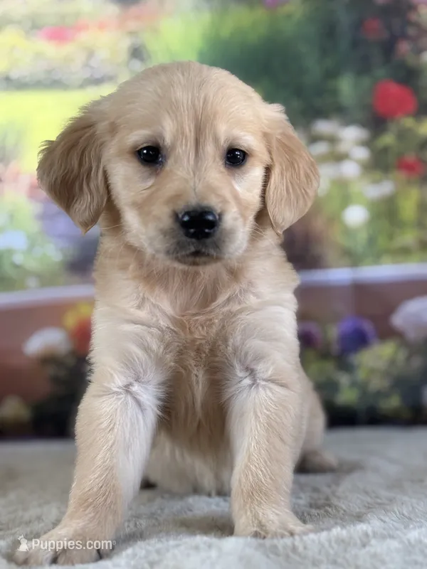 Pearl – Golden Retriever puppy for sale in Grabill, IN