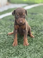 Zoe, a female Doberman Pinscher for sale in Grabill, IN – 5 of 6