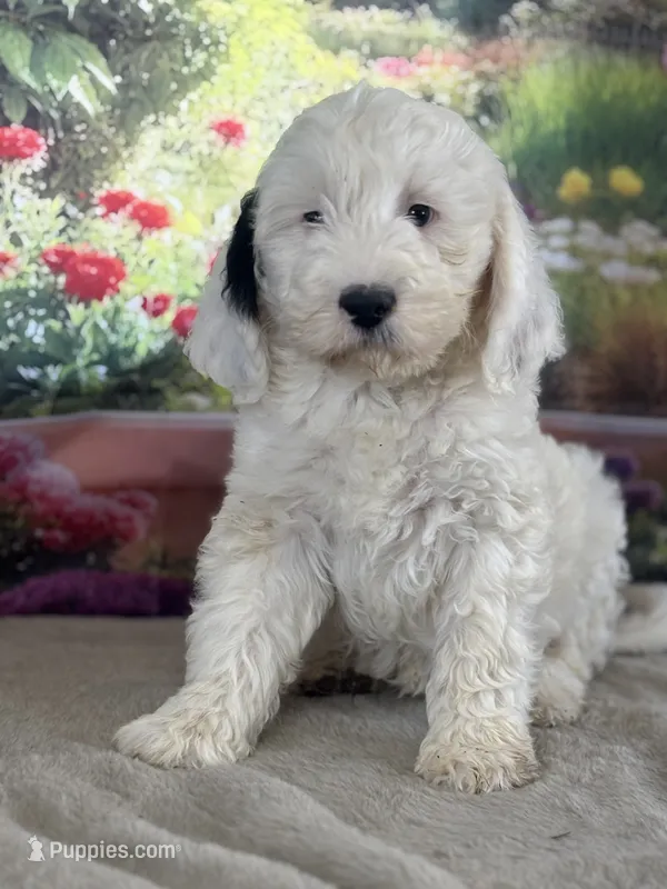 Bernie – Miniature Bernedoodle puppy for sale in Grabill, IN