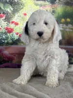 Bernie, a male Miniature Bernedoodle for sale in Grabill, IN – 1 of 5