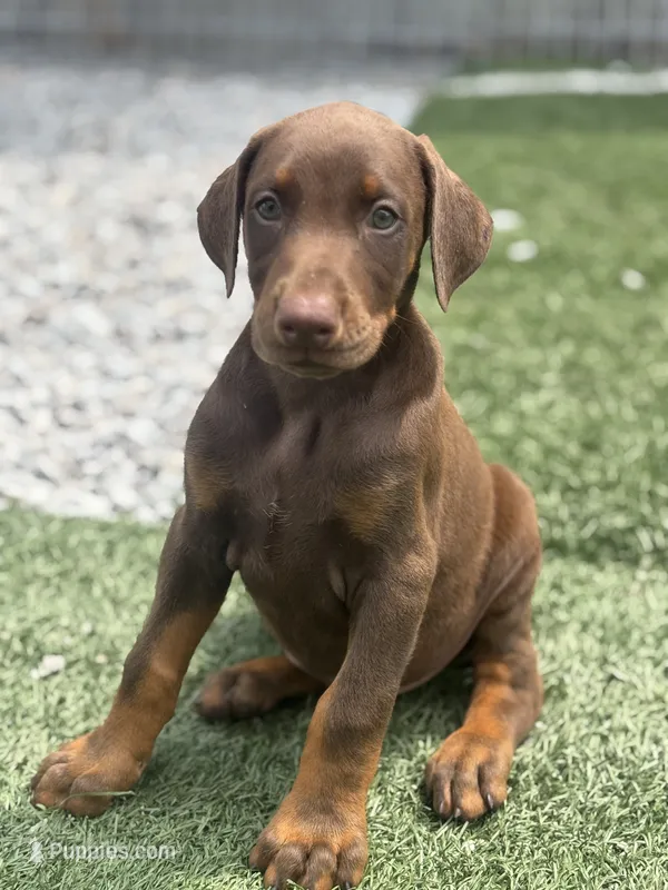 Blaze – Doberman Pinscher puppy for sale in Grabill, IN