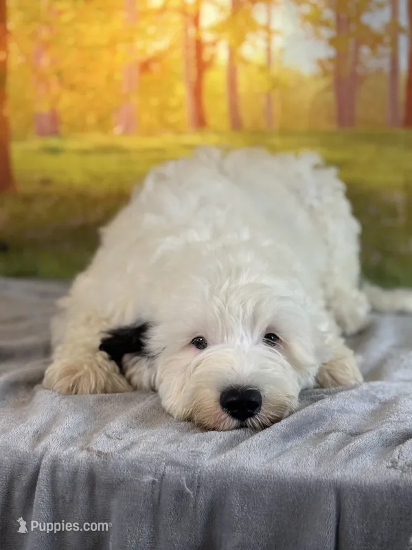 Bernie – Miniature Bernedoodle puppy for sale in Grabill, IN