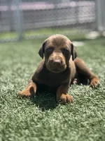 Titan, a male Doberman Pinscher for sale in Grabill, IN – 3 of 5