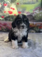 Jax, a male Bernese Mountain Dog and Poodle - Miniature  for sale in Grabill, IN – 3 of 3