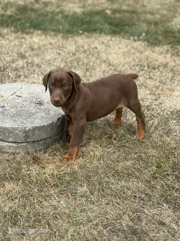 Luna – Doberman Pinscher puppy for sale in Grabill, IN