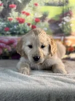 Nick, a male Golden Retriever for sale in Grabill, IN – 3 of 5