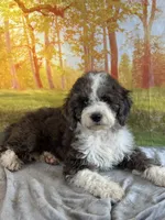 Bell, a female Miniature Bernedoodle for sale in Grabill, IN – 4 of 4