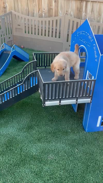 Nella, a female Golden Retriever for sale in Grabill, IN – 6 of 6