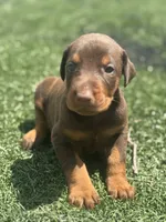 Diesel, a male Doberman Pinscher for sale in Grabill, IN – 3 of 5