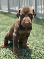 Roxie, a female Doberman Pinscher for sale in Grabill, IN – 3 of 4