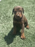 Sadie, a female Doberman Pinscher for sale in Grabill, IN – 3 of 5