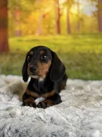 Lotties, a female Miniature Dachshund for sale in Grabill, IN – 2 of 5