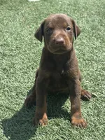 Athena, a female Doberman Pinscher for sale in Grabill, IN – 4 of 4