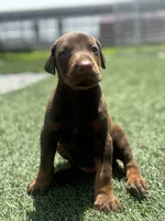 Blaze, a male Doberman Pinscher for sale in Grabill, IN – 6 of 6
