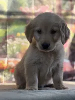 Nella, a female Golden Retriever for sale in Grabill, IN – 2 of 6