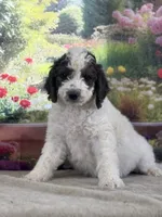 Bruno, a male Miniature Bernedoodle for sale in Grabill, IN – 1 of 6